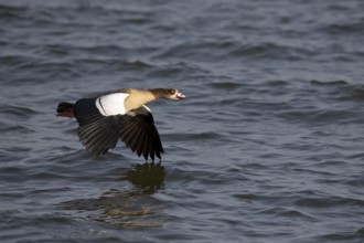 Egyptian Goose (Alopochen aegyptiaca) flying, Lake Awasa, Ethiopia