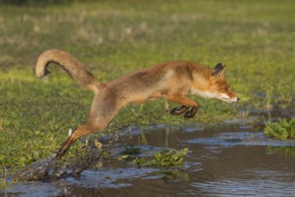 Red Fox (Vulpes vulpes) jumping and hunting in pond, Netherlands