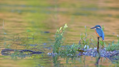 Common Kingfisher (Alcedo atthis), Saxony-Anhalt, Germany
