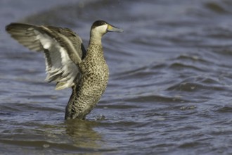 Silver Teal (Spatula versicolor), Falkland Islands