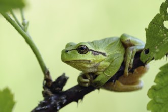 European Tree Frog (Hyla arborea) perch on blackberry branch, North Rhine-Westphalia, Germany