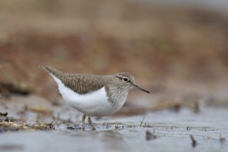 Common Sandpiper (Actitis hypoleucos) foraging, North Rhine-Westphalia, Germany