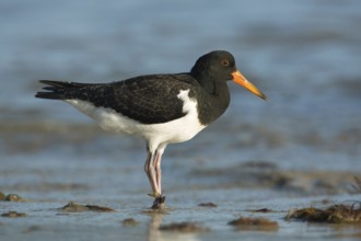 Pied Oystercatcher (Haematopus longirostris) juvenile foraging at shoreline, Victoria, Australia