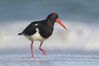 Pied Oystercatcher (Haematopus longirostris) foraging at shoreline, Victoria, Australia