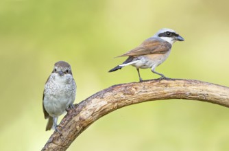 Red-backed Shrike (Lanius collurio) male perched on a branch with young, Aosta Valley, Italy