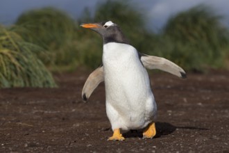 Gentoo Penguin (Pygoscelis papua) walking on highway trail, Sea Lion Island, Falkland Islands