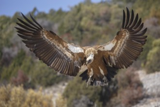 Griffon Vulture (Gyps fulvus) flying, Spain