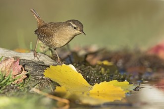 Eurasian Wren (Troglodytes troglodytes) at waterhole, Aosta Valley, Italy