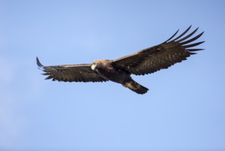 Golden Eagle (Aquila chrysaetos) male flying, Andalusia, Spain