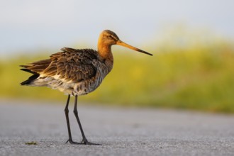 Black-tailed Godwit (Limosa limosa), Netherlands
