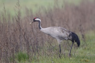Common Crane (Grus grus) foraging, Poland