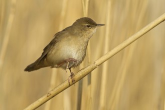 Savi's Warbler (Locustella luscinioides), Rhineland-Palatinate, Germany