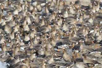 Greater White-fronted Goose (Anser albifrons) huge flock resting in water, North Rhine-Westphalia,