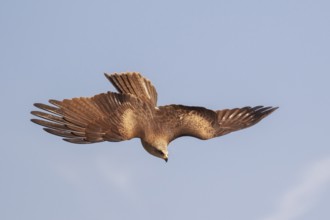 Black Kite (Milvus migrans) flying, Spain