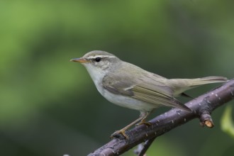 Arctic Warbler - Wanderlaubsänger - Phylloscopus borealis. Russia (Ural)
