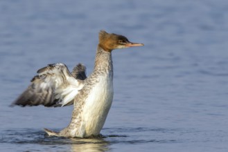 Common Merganser (Mergus merganser) female flapping, Mecklenburg-Western Pomerania, Germany