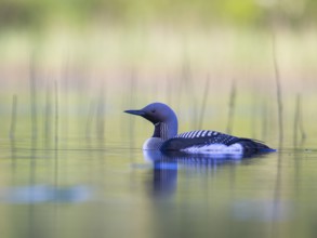 Black-throated Loon (Gavia arctica), Sweden