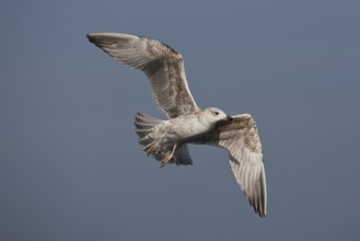 European Herring Gull (Larus argentatus) flying, Baltic Sea, Germany