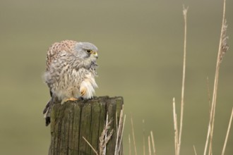 Torenvalk; Common Kestrel; Falco tinnunculus;