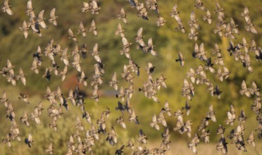 Common Starling (Sturnus vulgaris) large swarm flying in at sleeping place, Brandenburg, Germany