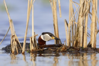 Red-necked Grebe (Podiceps grisegena) with nesting material, Mecklenburg-Western Pomerania, Germany