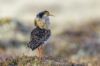 Ruff (Calidris pugnax) territorial male in breeding plumage at lek in spring, Scandinavia