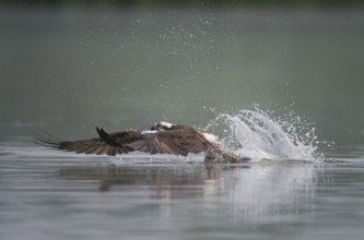 Western Osprey (Pandion haliaetus) flying, Mecklenburg-Western Pomerania, Germany