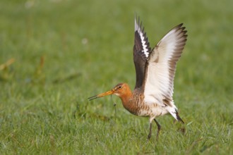 Black-tailed Godwit (Limosa limosa) flapping its wings, Netherlands