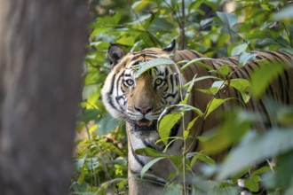 Bengal tiger (Panthera tigris tigris), standing, looking through bushes, Bandhavgarh National Park,