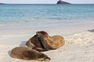 Sea lions (Zalophus wollebaeki), Galapagos, Ecuador