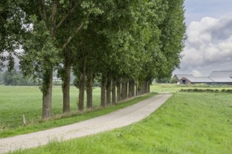 Narrow road lined with tall trees on a green meadow under a cloudy sky, Lower Rhine, North