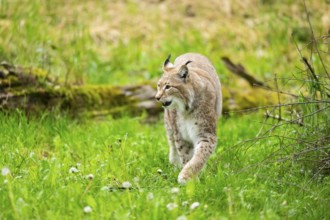 Eurasian lynx (Lynx lynx) walking in the grass, Bavaria, Germany