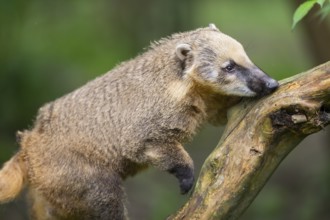 South American coati (Nasua nasua) on an old tree trunk, captive, Zoo Augsburg