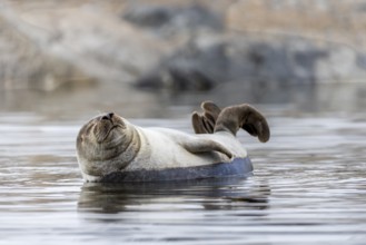 Harbour seal (Phoca vitulina) lying on a stone in the water, Mammals (Mammalia), Smeerenburgbreen,