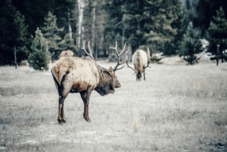 Wildlife on a winter road trip on the Icefields Parkway with lots of snow and ice, Banff National