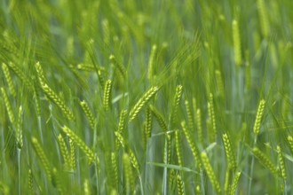 Grain field with unripe ears of barley (Hordeum vulgare), delicate structure, texture, background