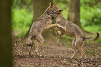 Two wolves interacting playfully with each other in the forest, Wolf (Canis Lupus), Germany