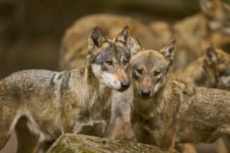 Wolf (Canis lupus), two wolves standing close to each other behind a rock, looking connected,