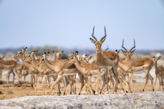 Herd of impala (Aepyceros melampus) at a waterhole, black heeler antelope, Nxai Pan National Park,