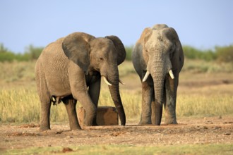 African elephant (Loxodonta africana), adult, two, drinking, waterhole, Kruger, Kruger National