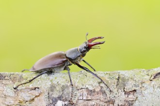 Stag beetle (Lucanus cervus), male, Normandy, France