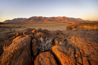Desert landscape with Brandberg in the morning light, at sunrise, Erongo, Damaraland, Namibia