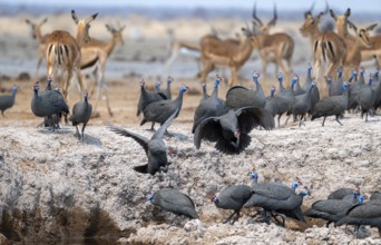 Helmeted guinea fowl (Numida meleagris), flock at the waterhole, Nxai Pan National Park, Botswana