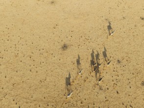 Hartmann's Mountain Zebra (Equus zebra hartmannae). Roaming an arid plain at the edge of the Namib