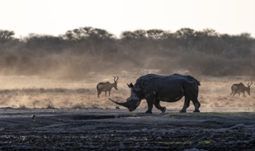 Dramatic atmosphere, Southern white rhinoceros (Ceratotherium simum simum), Khama Rhino Sanctuary,