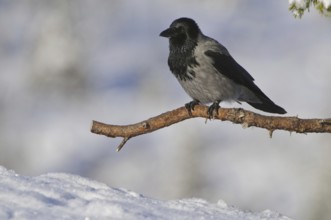 Hooded Crow (Corvus cornix), Norway