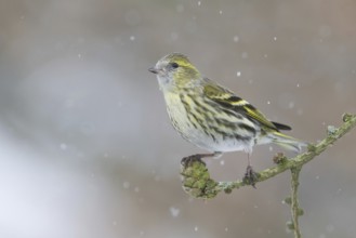 Eurasian Siskin (Spinus spinus), Saxony, Germany