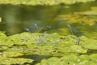 Common blue damselfly (Enallagma cyathigerum) four adult pairs of insects mating on a pond lily