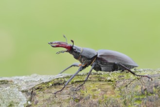 Stag beetle (Lucanus cervus), male, Normandy, France