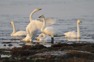 Whooper Swan (Cygnus cygnus), Lower Saxony, Germany